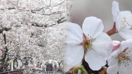 이상고온에 일찍 핀 봄꽃…서울 역대 두 번째 이른 벚꽃 | 연합뉴스