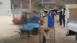 경기 광주 육견농장서 개 사체·뼈무덤 발견 | 연합뉴스