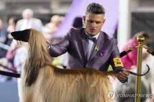 세계 최고의 개는?…美 웨스트민스터 켄넬클럽 도그쇼 | 연합뉴스