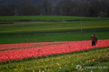 화사한 봄 풍경…튤립 활짝 핀 프랑스 라 브릴랑 튤립 꽃밭 | 연합뉴스