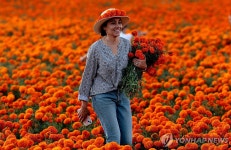 황금 오렌지색 마리골드 물결…멕시코 망자의 날 기념행사 준비 | 연합뉴스