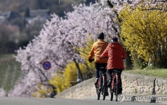 봄봄봄, 봄이 왔어요…지구촌의 봄 풍경 | 연합뉴스