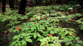 평창서 1억원 상당의 산양산삼 훔친 일당 2명 붙잡아 | 연합뉴스