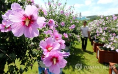 완주 무궁화 축제 오는 14∼16일 개최 | 연합뉴스