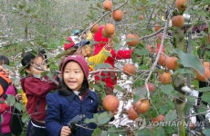<카메라뉴스> 사과 수확 체험 재미있어요 | 연합뉴스