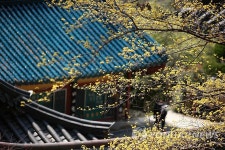 주말에 가볼 만한 곳: 압도적인 쌍계사 영모전 산수유 | 연합뉴스