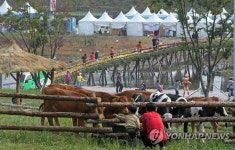 횡성한우축제 테마목장 | 연합뉴스