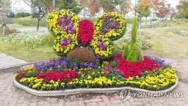 속초시, 청초호 유원지 시민공원 국화꽃으로 단장 | 연합뉴스
