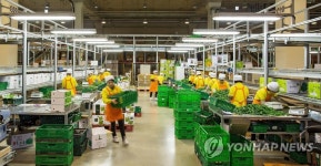 농협, 농산물우수관리 인증품목 유통에 박차 | 연합뉴스