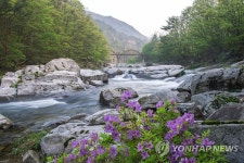 국립공원 덕유산 무주구천동 산철쭉 만개 | 연합뉴스