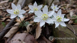 변산국립공원 변산바람꽃 개체 수 늘어 | 연합뉴스