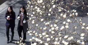 때 이른 목련 | 연합뉴스