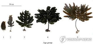 청산도해조류협동조합 | 완도 청산도 해역서 해조류 '감태' 양식 | 연합뉴스