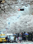 봄비와 벚꽃길 | 연합뉴스