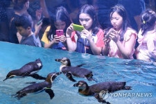 대구신세계, 훔볼트 펭귄 선보여 | 연합뉴스