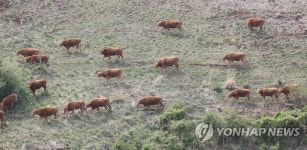서산 운산 목장 올들어 첫 방목 | 연합뉴스