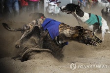 ′견공들의 질주′…포르투갈 그레이하운드 경주대회 | 연합뉴스