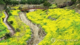 코로나19가 앗아간 제주 봄 축제…수백억원대 경제효과 사라져 | 연합뉴스