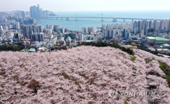 부산, 환상의 벚꽃길…황령산 벚꽃 군락지 | 연합뉴스
