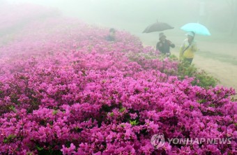 지금 부산 백양산은 철쭉 꽃대궐 | 연합뉴스