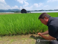 폭염이 기승을 부린 경기 여주시 대신면 옥촌2리 | 연합뉴스