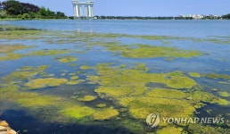 썩어가는 경포호 파래 | 연합뉴스