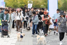 댕댕이 패션런…서울 반려동물 한마당 축제 | 연합뉴스