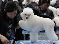 내가 제일 멋쟁이!…2025 서울 FCI 국제 도그쇼 애견 미용 콘테스트 | 연합뉴스