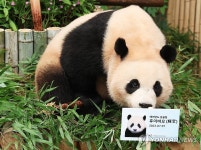 우리 이제 두 살이에요…생일 맞은 에버랜드 쌍둥이 판다 | 연합뉴스