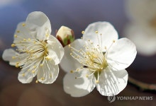 [사진톡톡] 대한에 꽃망울 터뜨린 매화…추위 뚫고 오는 봄 | 연합뉴스