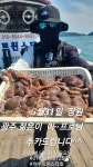 쭈.갑 먹물조황+ - 자연산대왕낙지풍년ㆍ일요일4자리가능01086368723