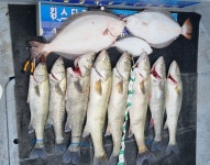 경기권조황 - 5월20일 오이도킹스타호 농어가 쏱아집니더.