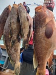 [고흥피쉬헌터호] 25일~~붉바리 아지트 녹동 바다....!!!