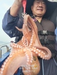 군산킹스타호 7/13 실시간 문어소식