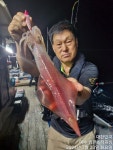 24일 입항 한치(대치)조황입니다.