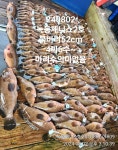 감성돔 4짜 4짜 조항입니다 ~
