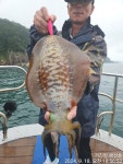 (東)동해조황 - 거진항 해신호 9월 18일 무늬오징어 1.6kg 키로오버 팁런조황