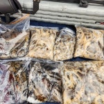 쭈.갑 먹물조황+ - 24년10월25일 대천항봉선장 아이언호 쭈꾸미조황