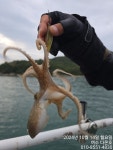 여수쭈꾸미 아니 문꾸미들입니다.