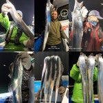 《《프리미엄 14인승 통영 영운항 민경호11/22일 입항조황》》오늘도 역시나! 초저녁부터 갈치줄타요~~!