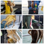 (볼락)쿨러조황~왕볼락 피딩타임굿~고고2호 (내일 자리)