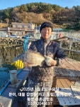 통영 금정호 대물감성돔 54cm이하 43수!!!! 초!!!대박입니다 내일자리있어요