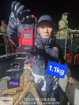 은빛피싱 오징어 조황!흔드는만큼 마릿수나오네요