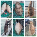 루어조황 283 페이지 > 인낚ㅣ인터넷바다낚시