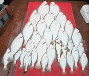 인천권조황 - 5월 19일 카리스마호 대광어다운샷(8짜+8짜+7짜+7짜+7짜+7짜..(졸업식)