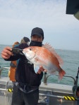 루어낚시조황+ - [5월 11일 군산 조황] 참돔 타이라바 오전반 16인 조황 – 신조선 해룡호, 7짜 참돔과 8짜 광어로 존재감 입증