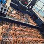 (南)남해조황 - 붉바리외수질 준수한 사이즈로 대박조황!238수!!!