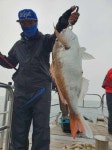 루어낚시조황+ - 5/31 신조선 [군산 해룡호]_참돔타이라바 오전반 조황_사이즈 좋고 ~ 손님고기 광어까지 ~!