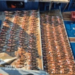 (南)남해조황 - 붉바리외수질 준수한 사이즈로 대박조황!238수!!!