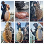 쭈.갑 먹물조황+ - 5월8일 군산 아라김선장 (드림호) 왕갑이 조황